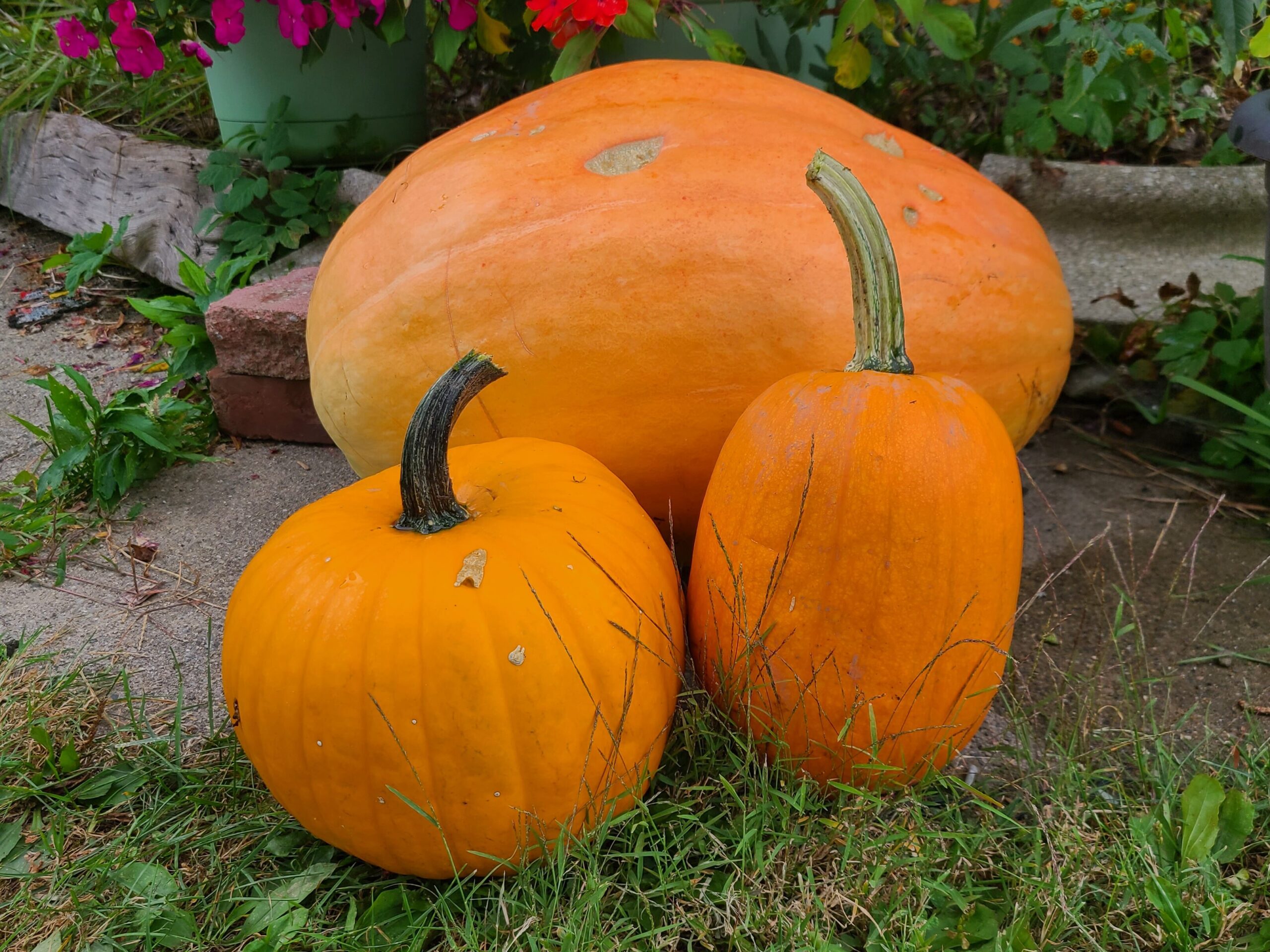 Happy Halloween from Tee’s Plants! 🎃👻