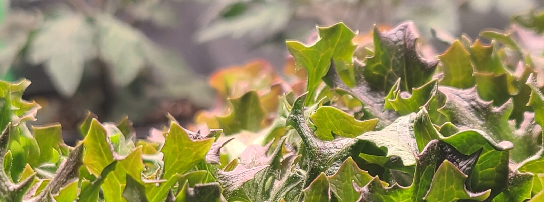 Fresh Herbs: A Luxury