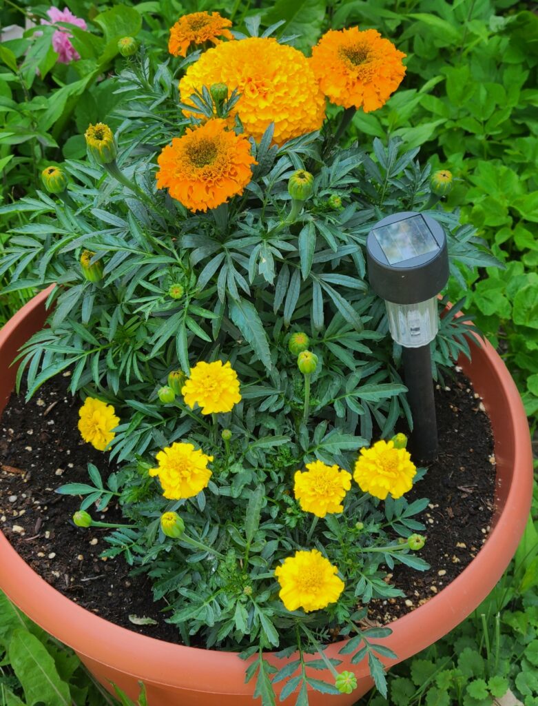 Big Orange Duck and Dwarf Yellow Marigolds in a pot