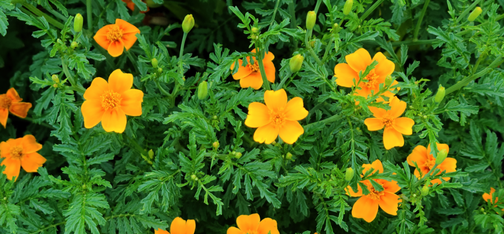 Orange Gem: Closeup of orange gem marigolds