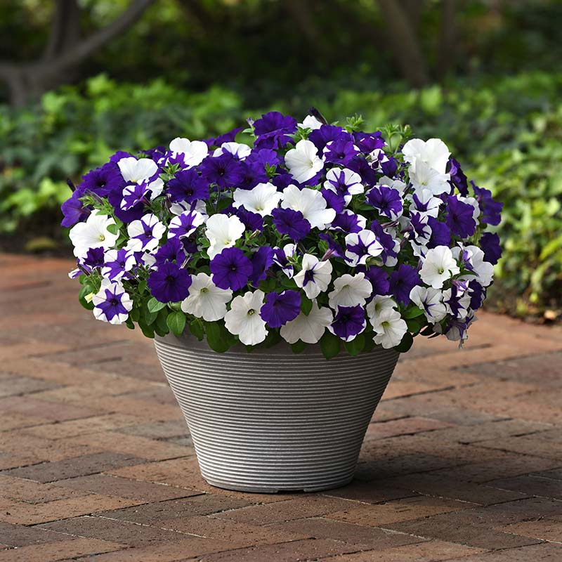 Potted arrangement of dejavu petunias. A mix of blue, and white, and a multicolour one that is blue AND white.