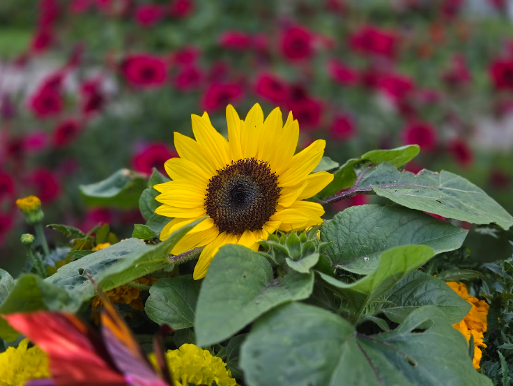 Transform Your Yard: Expert Gardening Services in Chatham-Kent with Tee’s Plants