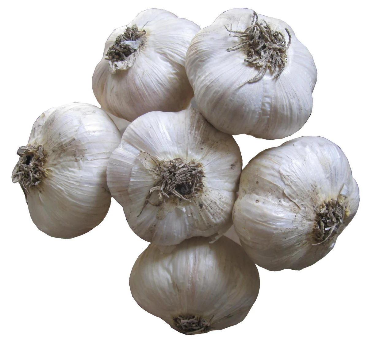 Garlic 2026