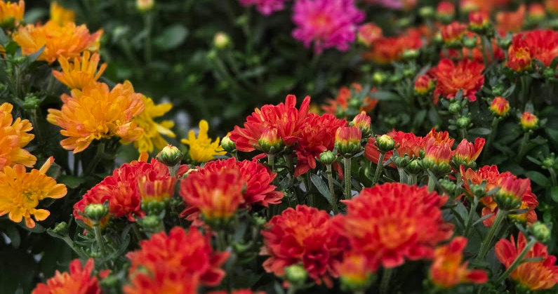 Caring for Fall Mums in Zone 6b