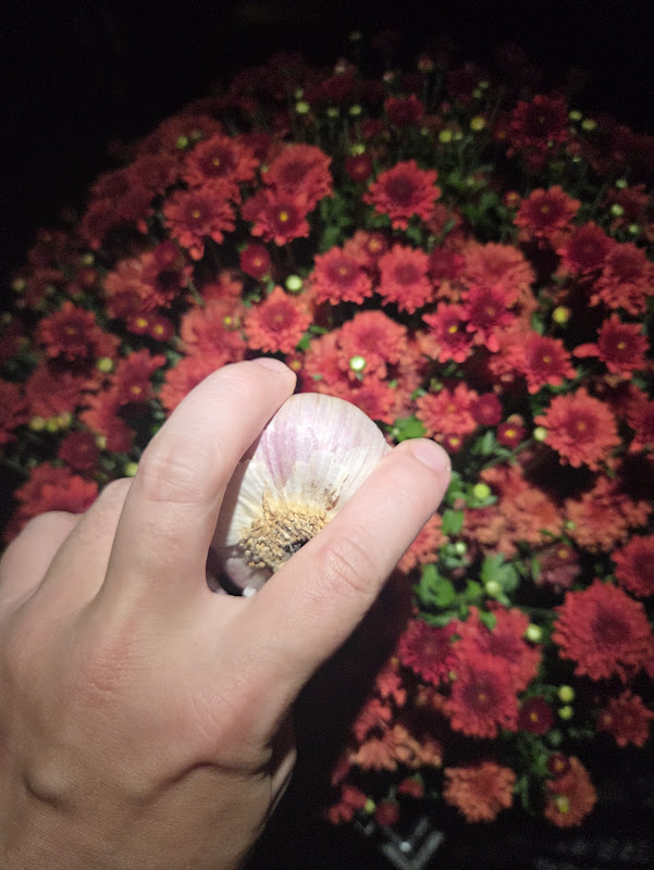 Garlic is Here!! (How to Plant!)