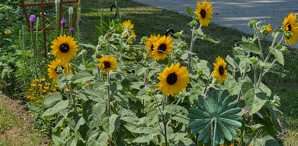 Wallaceburg, Protect Your Garden’s Legacy: Why Established Sydenham Gardens Need an Expert, Not Just a Lawn Cutter